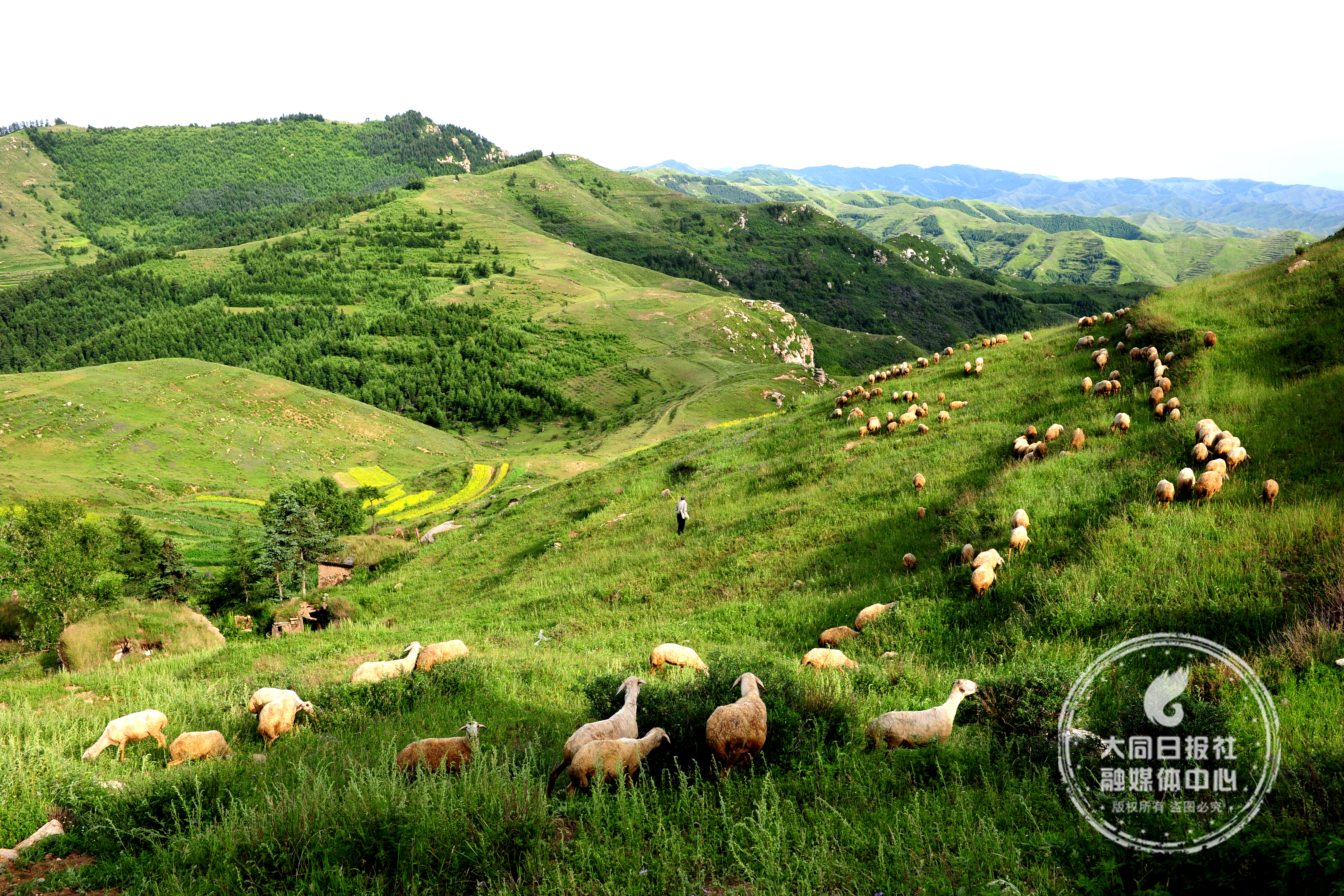 北岳恒山野生黄芪功效如何,恒山黄芪制作过程图片