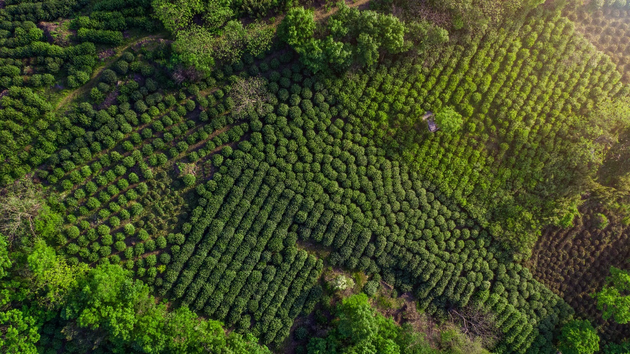 一记红,一记红茶叶