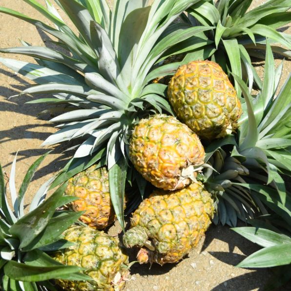 閫傚悎骞夸笢绉嶇殑蹇粨鏋滅殑姘存灉,鏂板瀷姘存灉璇曠