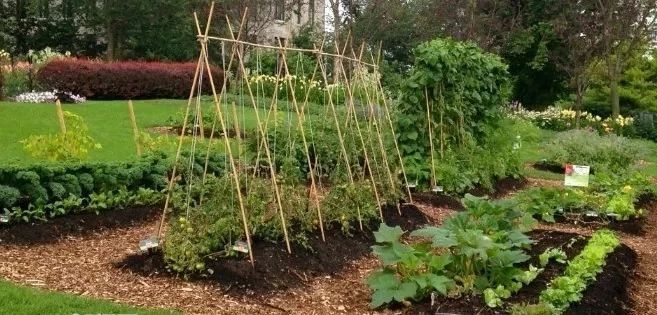 露台种菜种植技术和方法,种菜的方法简单又好看