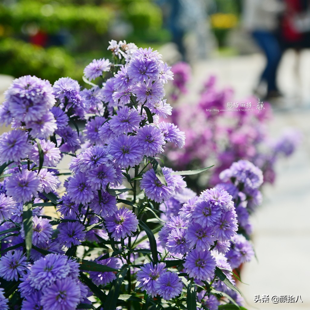 扶不起的绿植,扶不起的绿植视频