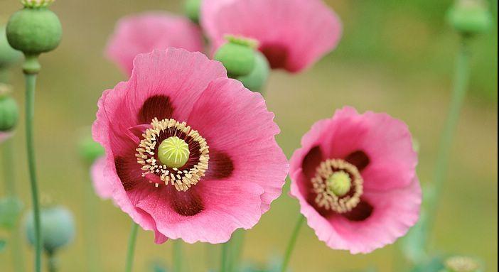 糊涂!为了治疗身体疼痛,宿迁六旬老人种植699株*粟罂**