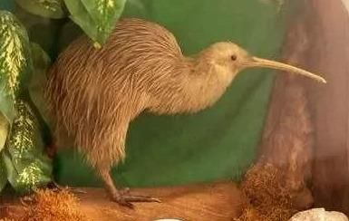 说它是鸟，却没有翅膀和尾巴，说它是兽，却只有两条腿，是啥奇葩