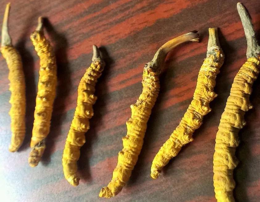 贵州虫草真虫草和伪虫草区别,西藏虫草跟青海虫草四川虫草辨别