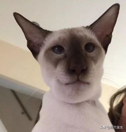 猫被蜜蜂蜇了涂什么好,猫咪被蜜蜂蜇了怎么办