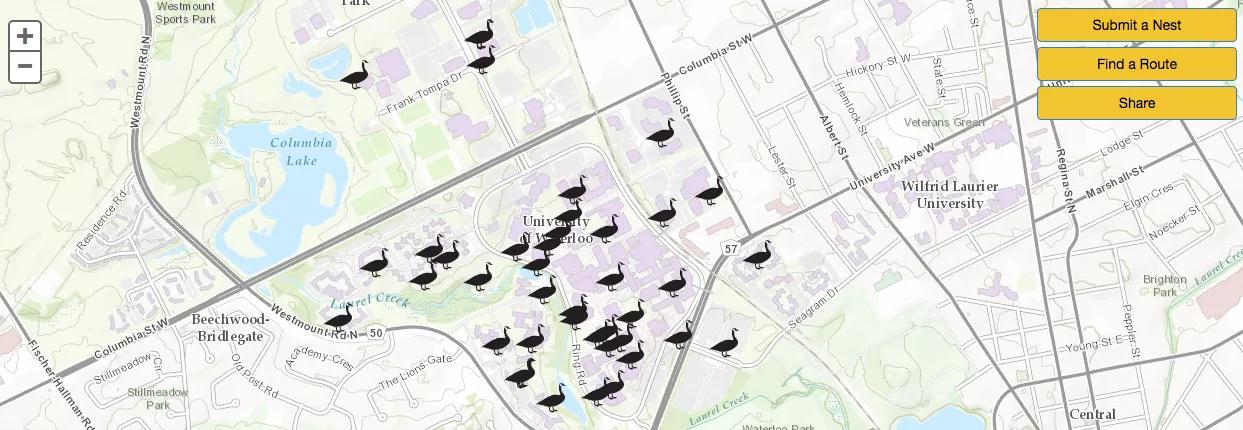 当你遇到大鹅袭击应该怎么办,当你遇见大白鹅你会怎么样