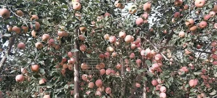 NO.914：阿克苏本地交通、天气、求职招聘、出租转让、农林牧副渔