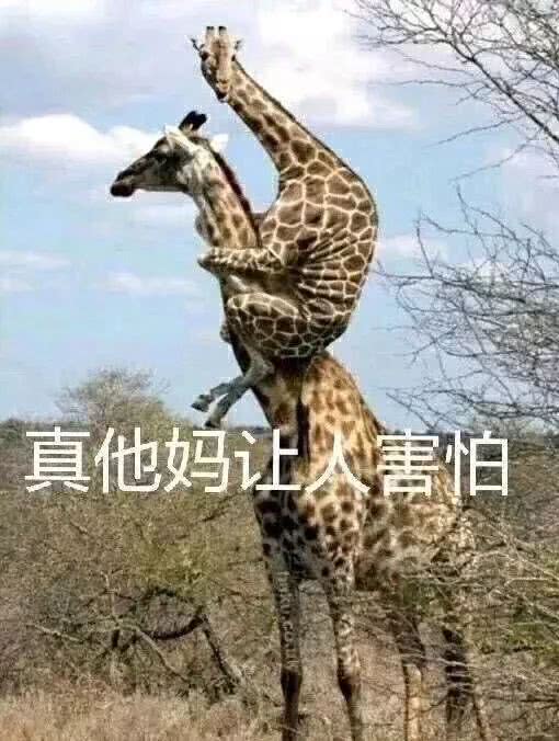 丰田大脚怪车 (便宜又好骑的复古车)