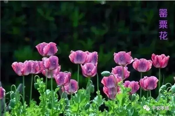 10天查处7起!这种“菜”种不得,漯河警方踏查中......