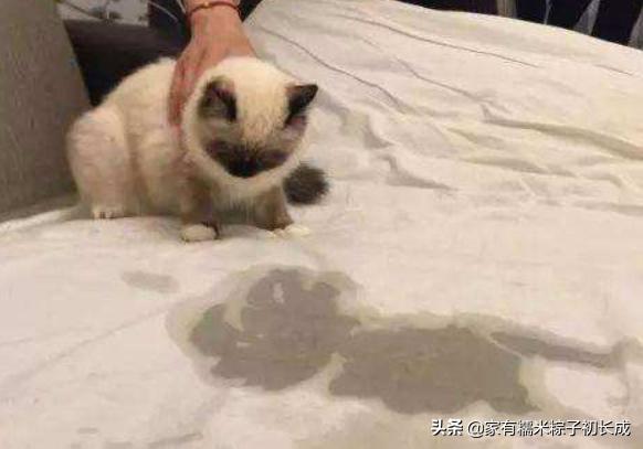 猫咪之间交流不会喵喵叫,猫咪是如何和别的猫说话的