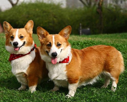 世上最罕见的狗品种图片,全世界狗品种视频