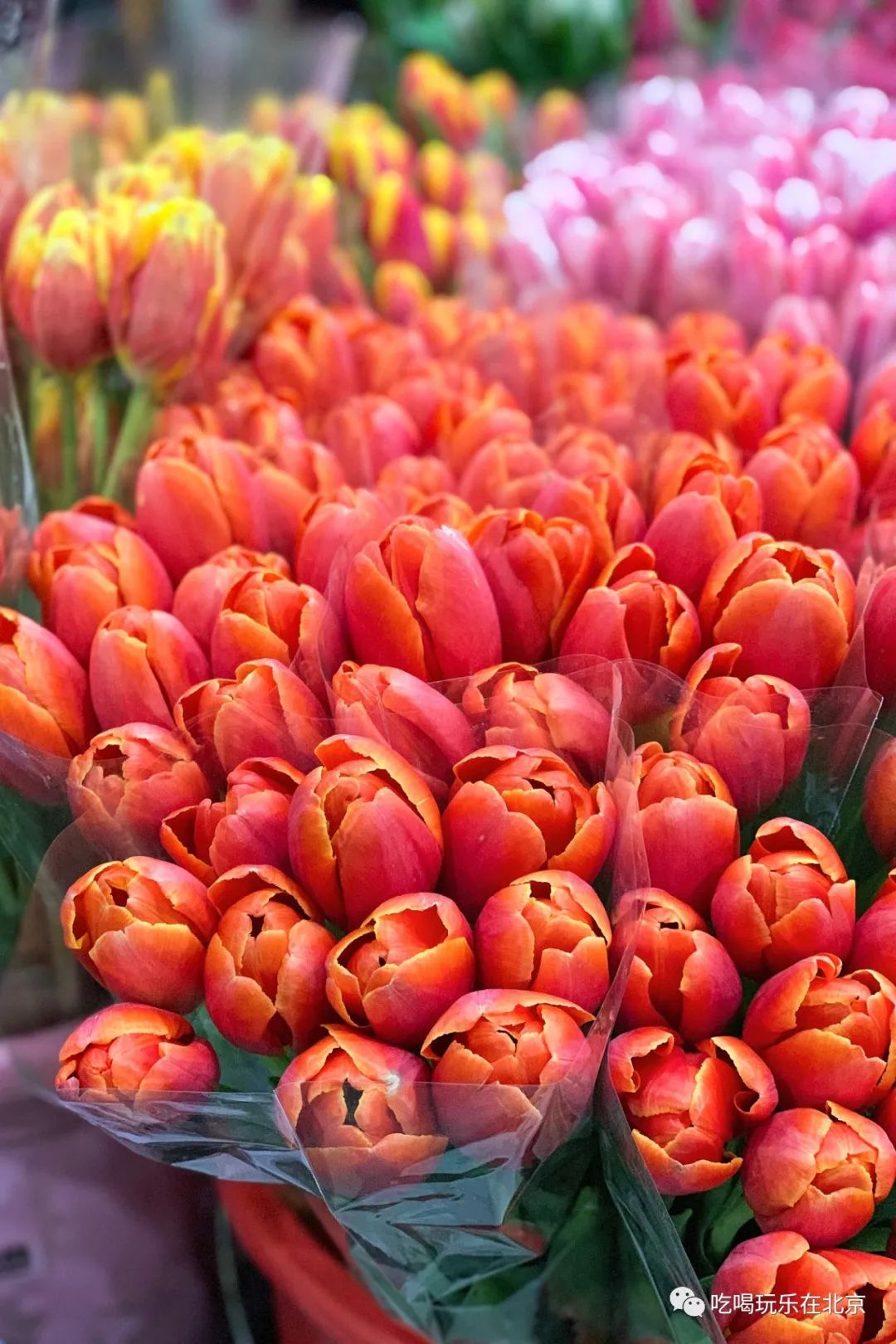 北京崇文区西花市大街,北京通州花市在哪里