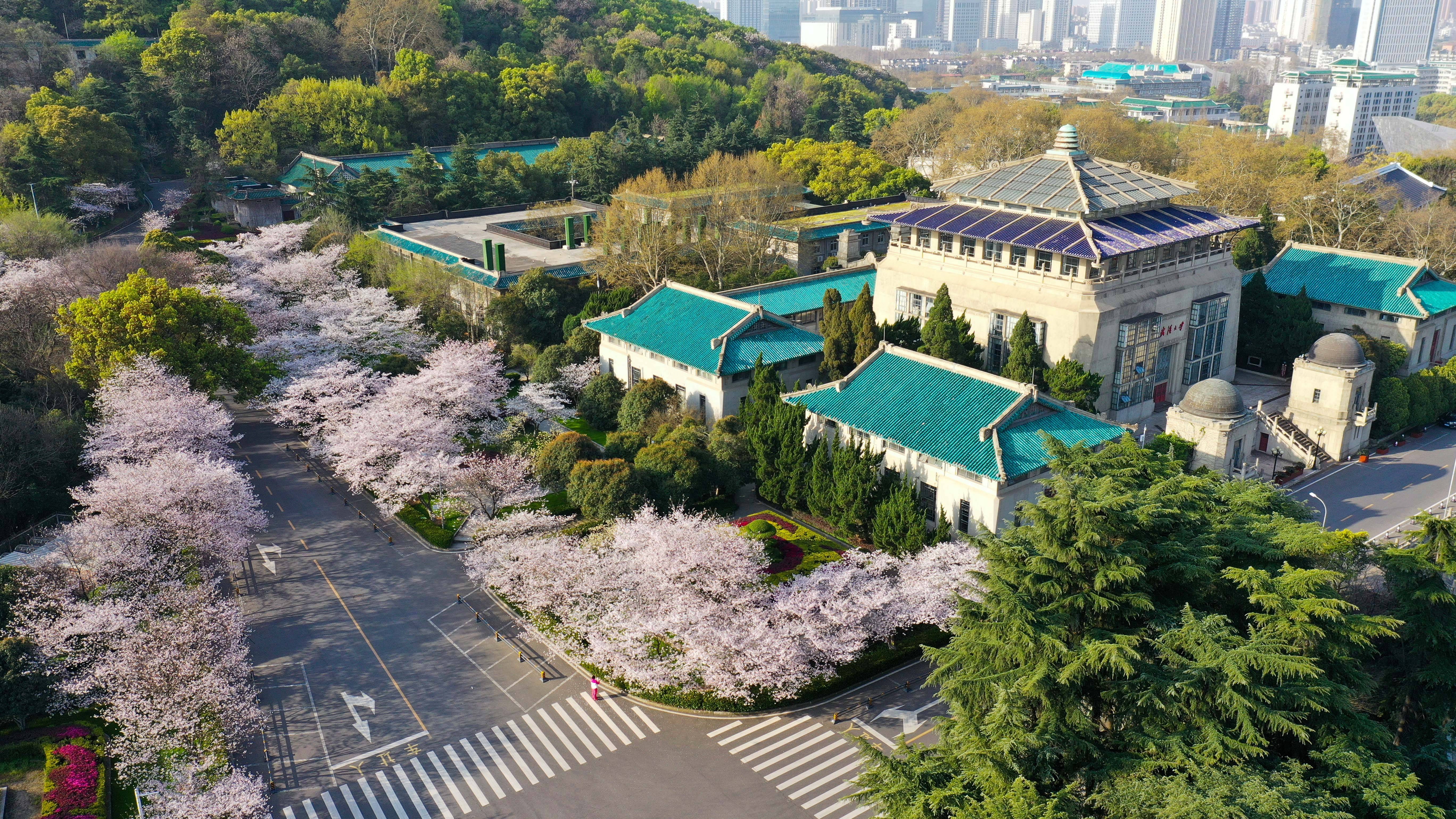 武大樱花的特别之处,武大樱花与南京樱花哪个好看