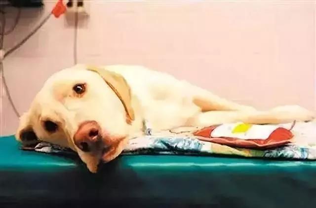 犬猫呕吐,猫犬呕吐