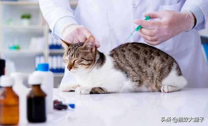 有泰迪养猫需要注意什么,家里有孩子养猫注意事项