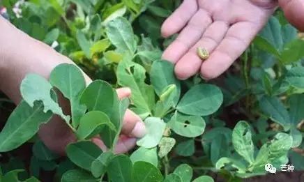 花生高产栽培技术视频,种花生到收花生的所有过程