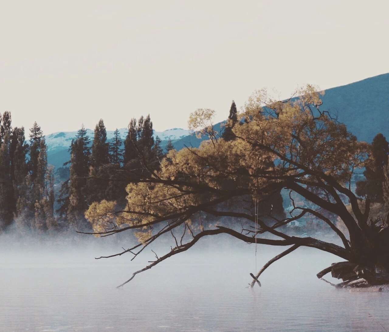 新西兰旅游必备大牌礼物,新西兰旅行攻略完整详细版