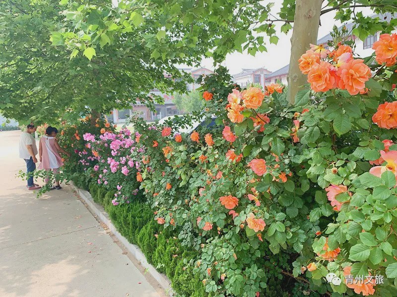 花满青州——初夏清浅微风起，蔷薇月季满城香