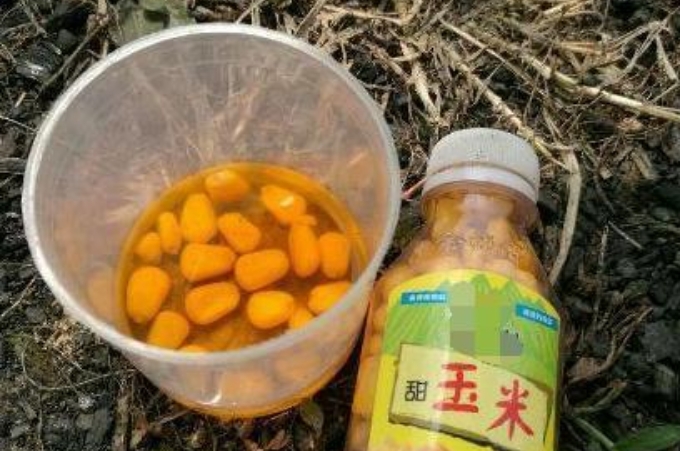 玉米钓鱼实测,玉米钓鱼钓几目