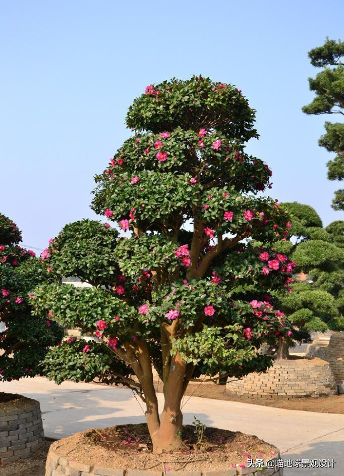 庭院景观设计品种齐全,别墅庭院主景树推荐