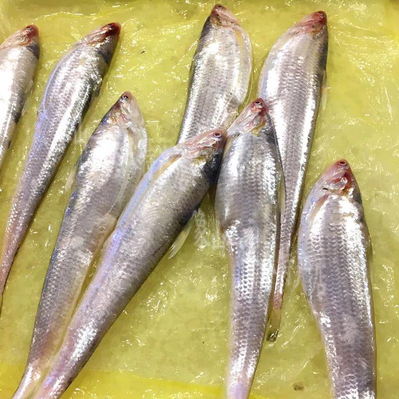 鱼怎么区别草鱼鲫鱼鲤鱼,怎样分辨草鱼和鲤鱼