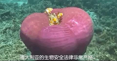 过海关被取消签证还能再申请吗,出国被海关劝返签证还能用吗