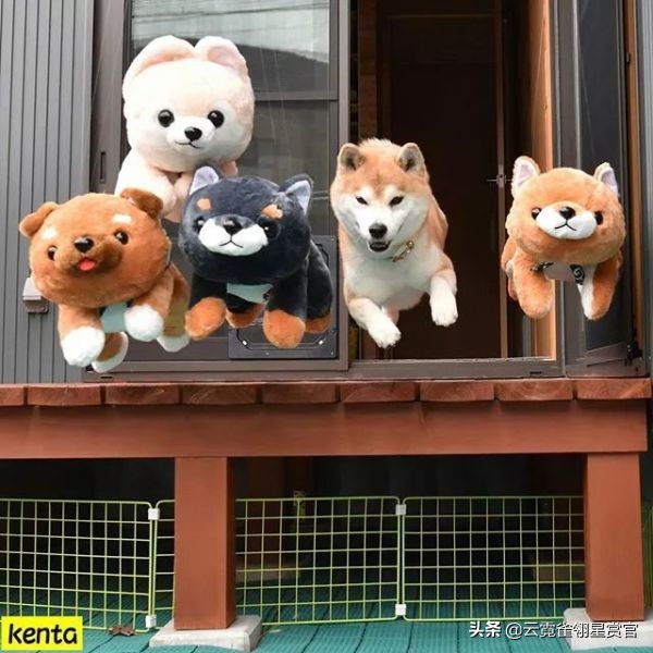 日本一博主给自家的两只柴犬买了几十只玩偶每天上演真实版找不同