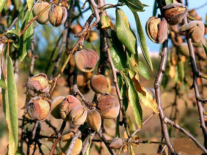 名扬四海的新疆瓜果,带你一起吃遍新疆瓜果