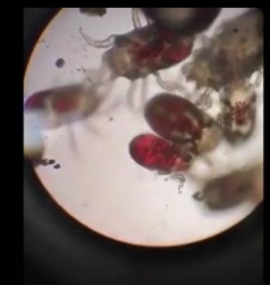 “三维一体”的鸡红螨鲁西解决方案