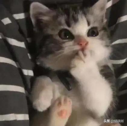猫爪有什么隐藏的秘密,猫爪爪有哪些冷知识