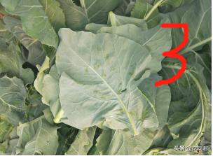 花菜生虫怎么处理,花菜烂了怎么办