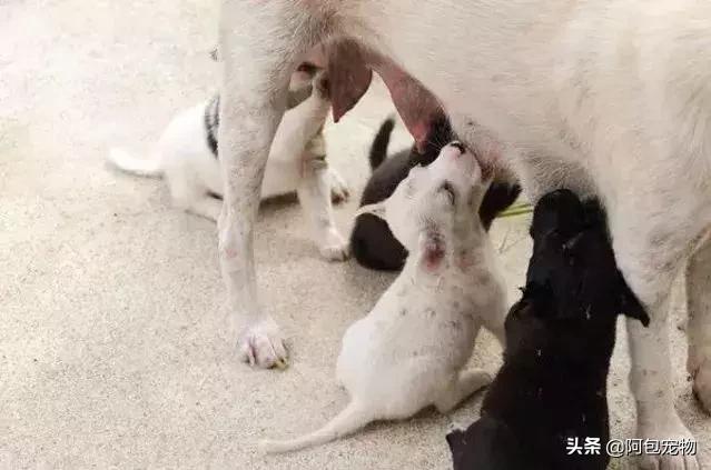 让狗狗绝育要注意什么,给狗狗绝育有什么害处吗