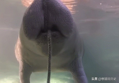 海里的哺乳动物是如何喂奶,海洋哺乳动物是怎么呼吸的