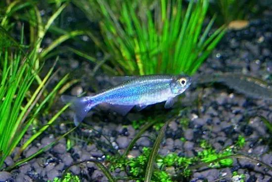 灯鱼草缸造景教程,草缸造景养什么鱼