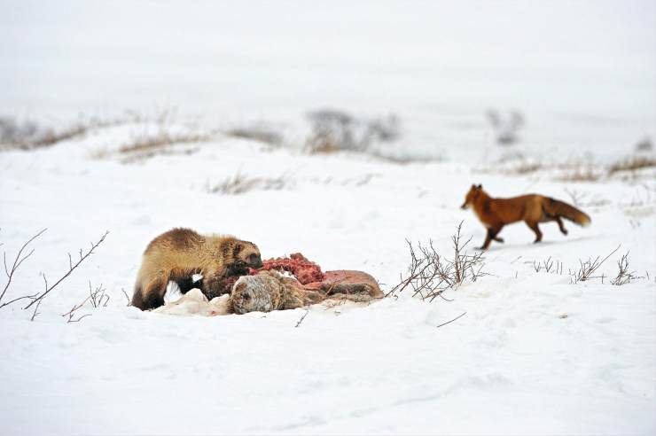 看似危险的动物,看似弱小却十分强大的动物
