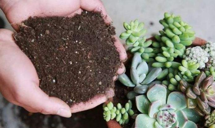 买到假营养土怎么补救,正规的营养土怎么选