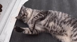 对着猫吹气会怎么样,对着猫吹烟有害吗