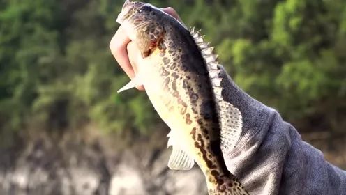 路亚钓的五种小技巧分析,钓翘嘴路亚假饵怎么选