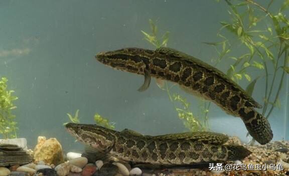 把黑鱼养在鱼缸里当宠物,大黑鱼好养还是小黑鱼好养