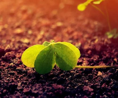 生命最后一个阶段,生命的另一种活法