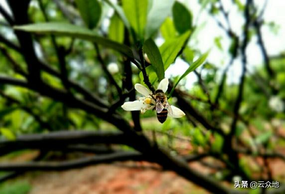 柑橘春梢用什么防木虱,南丰蜜桔6月份柑橘管理重点