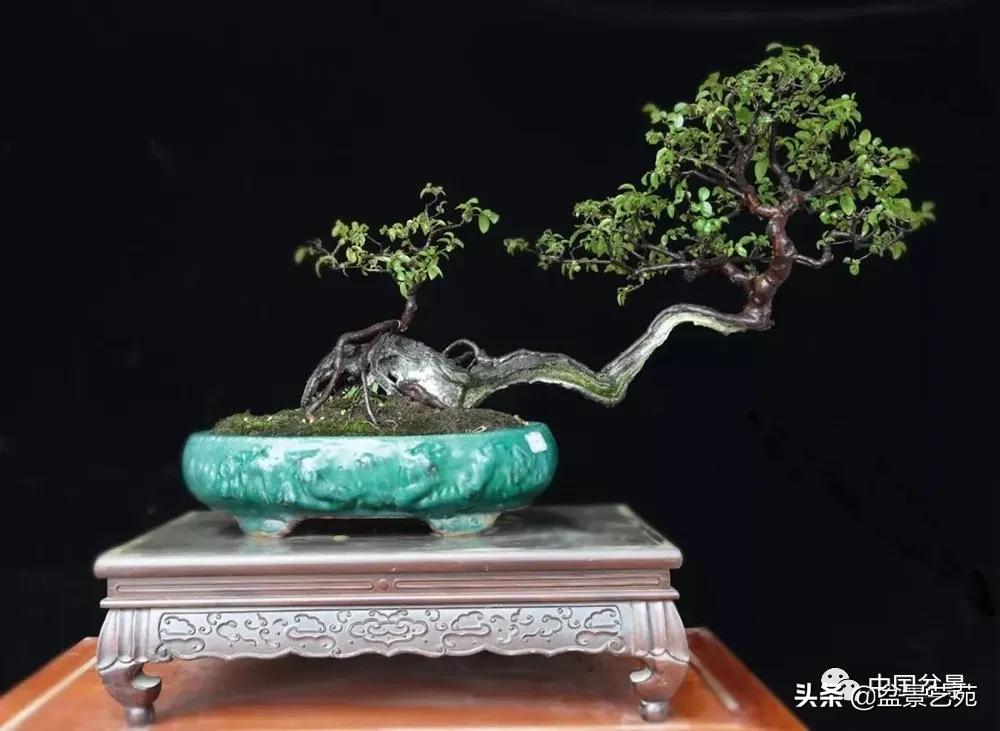 金银花盆景的修剪方法,盆景的修剪知识与技法