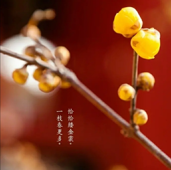 中国诗歌周刊第268期总结,中国诗歌周刊第87期