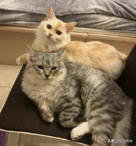 养猫应该如何起名,猫的名字越贱越好养活