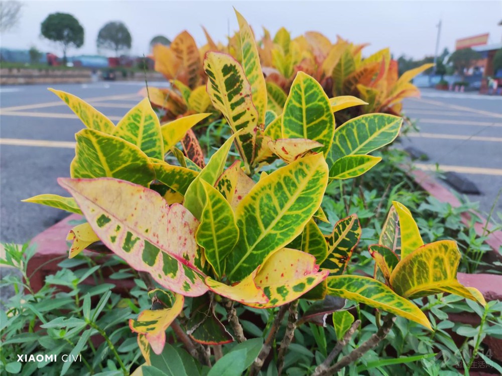 小米civi回顾,小米civi最新使用感受