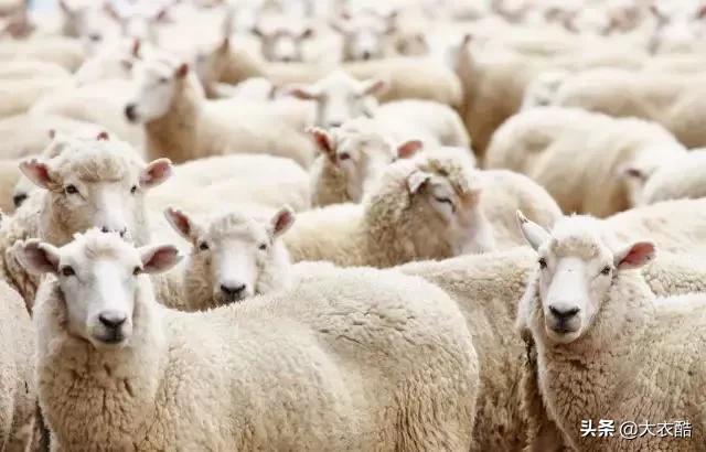 别傻乎乎分不清“羊绒大衣”和“双面呢大衣”，为什么差别10倍？