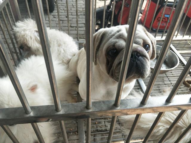 小伙去狗场抓德牧,开封狗市抓狗