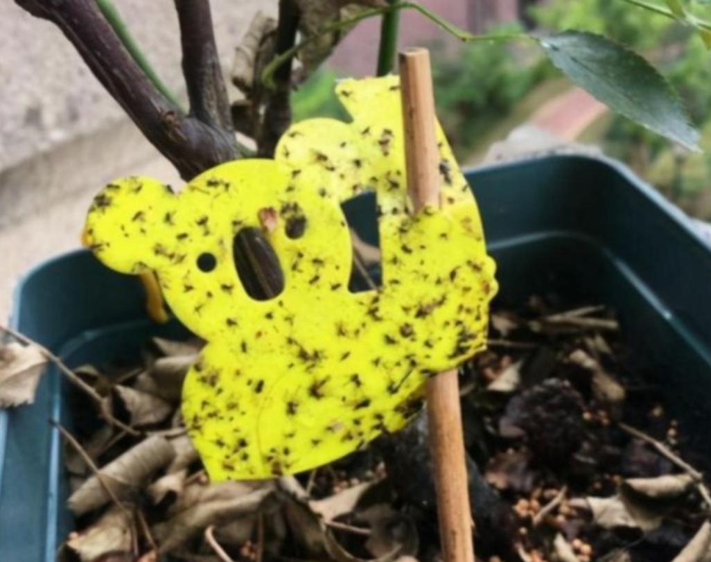 天热了花草的小虫怎么除,天气热了有小的虫子怎么办