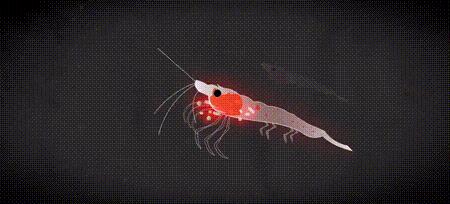 渔业危机纪录片,渔业阴谋纪录片预告