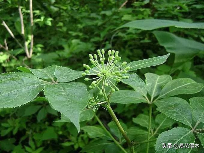 刺五加和五加皮的区别图片对比,刺五加是种什么药材